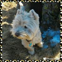 Immagine Westie