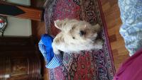 Immagine Westie