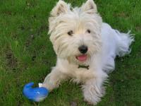 Immagine Westie