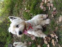 Immagine Westie