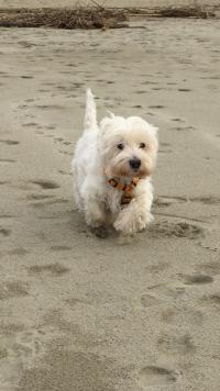 Immagine Westie