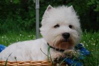 Immagine Westie