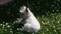 Immagine Westie