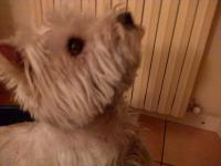 Immagine Westie