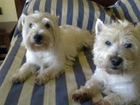 Immagine Westie