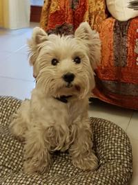 Immagine Westie