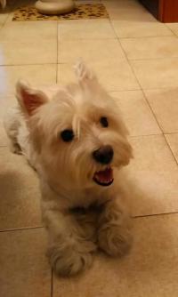 Immagine Westie