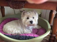 Immagine Westie