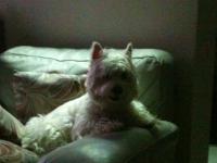Immagine Westie