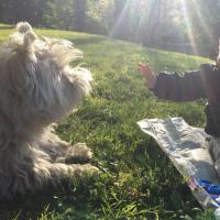 Immagine Westie