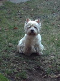 Immagine Westie