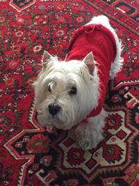 Immagine Westie
