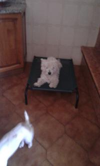 Immagine Westie
