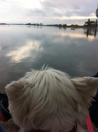 Immagine Westie