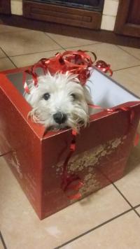 Immagine Westie