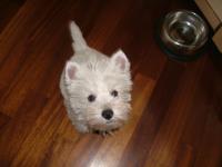 Immagine Westie