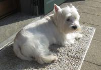 Immagine Westie