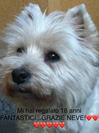 Immagine Westie