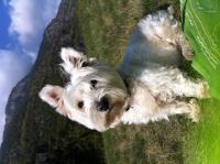 Immagine Westie