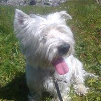 Immagine Westie