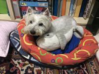 Immagine Westie