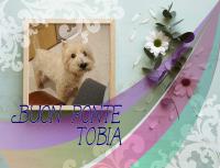 Immagine Westie