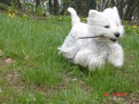 Immagine Westie