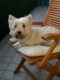 Immagine Westie