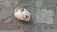 Immagine Westie