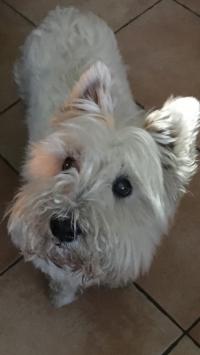 Immagine Westie