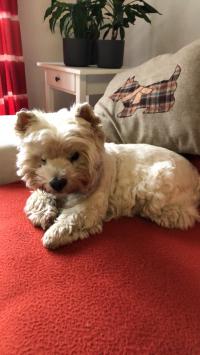 Immagine Westie