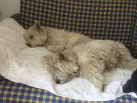 Immagine Westie