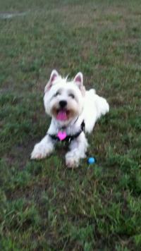 Immagine Westie