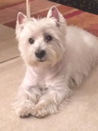 Immagine Westie