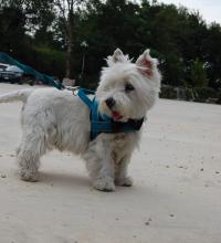 Immagine Westie