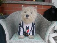 Immagine Westie