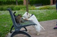 Immagine Westie