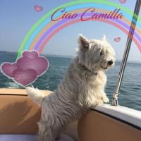 Immagine Westie