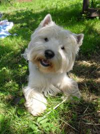 Immagine Westie