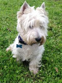 Immagine Westie