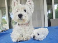 Immagine Westie