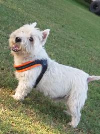 Immagine Westie
