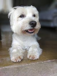 Immagine Westie