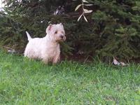 Immagine Westie