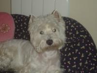 Immagine Westie
