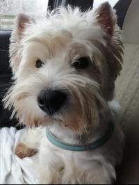 Immagine Westie