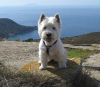 Immagine Westie