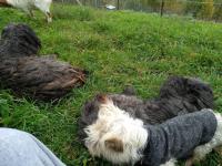 Immagine Westie
