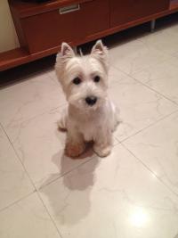 Immagine Westie