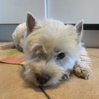 Immagine Westie
